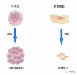 我師兄給自己注射了干細胞 救了自己